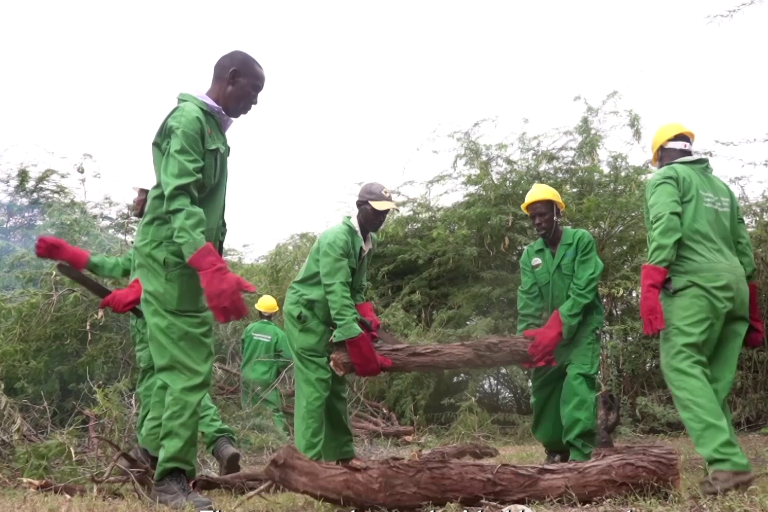 Promoting green jobs and businesses through invasive species management in Kenya