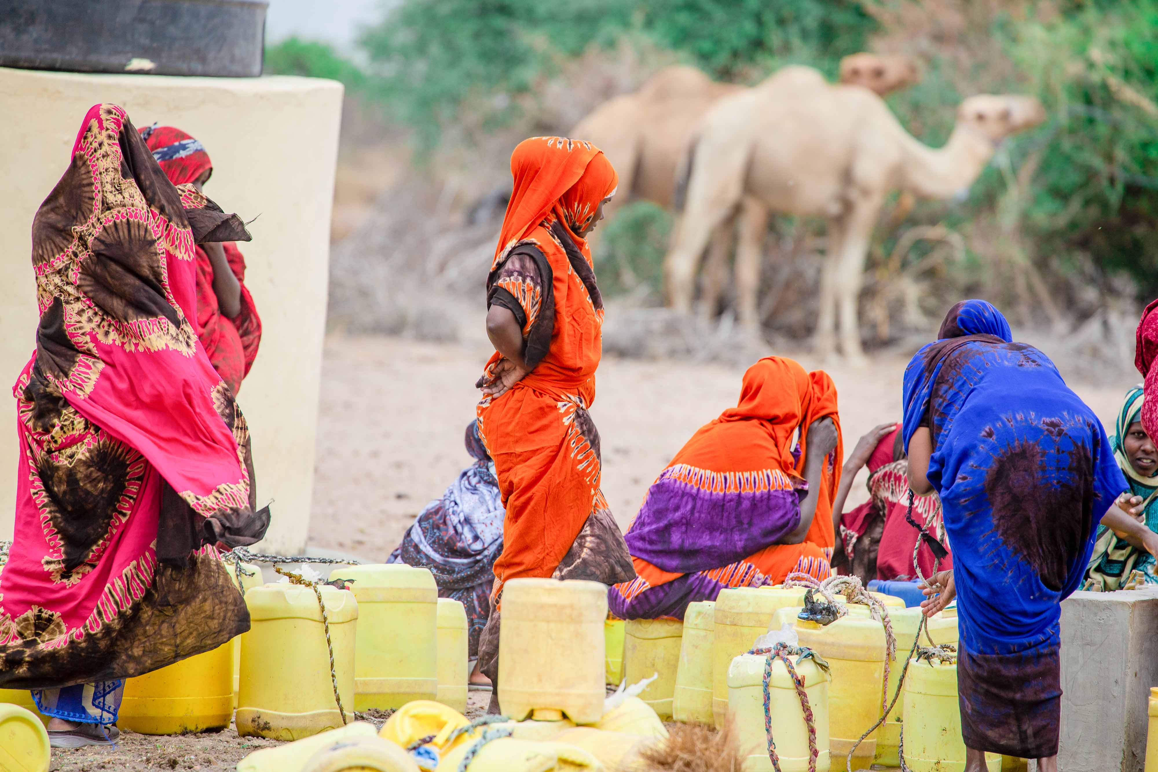 Supporting camel-milk value chain